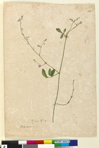 Pagina 115. Hedysarum door John William Lewin