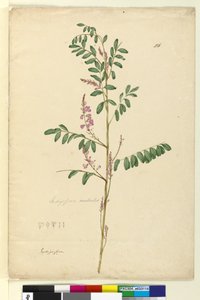 Pagina 116. Indigofera australis