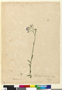 Pagina 118. Vernonia cinerea door John William Lewin