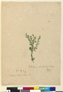 Pagina 122. Vittadinia australis