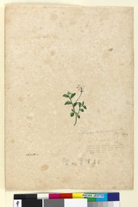 Pagina 131. Lobelia purpurascens