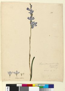 Pagina 133. Thelymitra ixioides