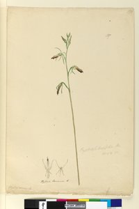 Pagina 137. Cryptostylis longifolia door John William Lewin