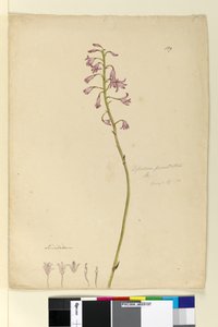 Pagina 139. Dipodium punctatum door John William Lewin
