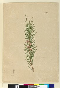Pagina 141. Casuarina strictaAllocasuarina verticillata