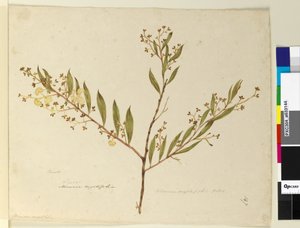 Pagina 147. Acacia myrtifolia