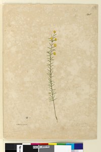 Pagina 148. Acacia aciculares, c.1803-06 door John William Lewin
