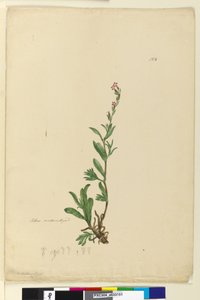 Pagina 154. Silene genaturaliseerd door John William Lewin