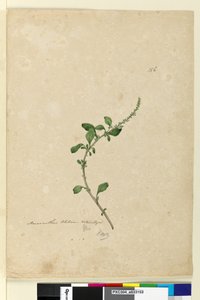 Pagina 156. Amaranthus Blitum door John William Lewin