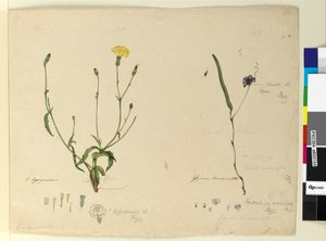 Pagina 157. Hardenbergia monophyllaHardenbergia violacea; 158. Hypochaeris door John William Lewin