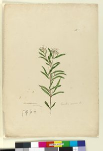 Pagina 15. Grevillea sericea, c.1803-06 door John William Lewin