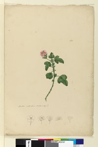 Pagina 161. Malva capensis