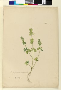 Pagina 162. Stachys arvensis door John William Lewin