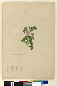 Pagina 165. Solanum genaturaliseerd door John William Lewin