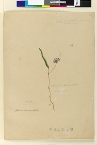 Pagina 166. Kennedia monophyllaHardenbergia violacea