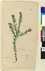Pagina 168. Eriostemon buxifolium door John William Lewin