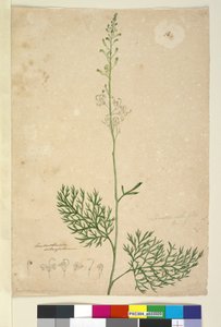 Pagina 16. Lomatia silaifolia, c.1803-06 door John William Lewin