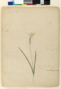 Pagina 170. Diplarrhena moraea, c.1803-06 door John William Lewin