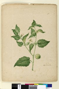 Pagina 172. Physalis edulis door John William Lewin