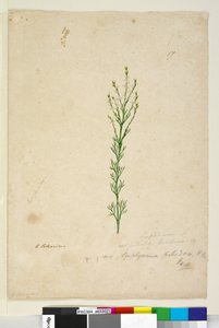 Pagina 17. Symphionema paludosum, c.1803-06 door John William Lewin