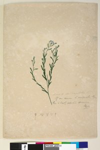 Pagina 182. Linum sp verwant aan augustifolium