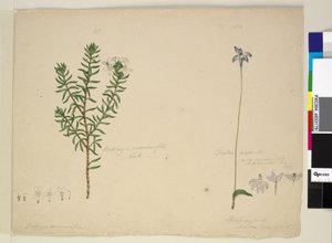 Pagina 183. Westringia rosmarinifolia Westringia fruiticosa; 184. Glossodia major door John William Lewin