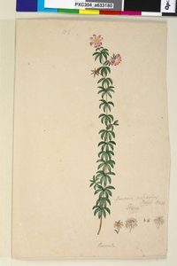 Pagina 186. Bauera rubioides