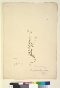 Pagina 18. Mitrasacme polymorpha, c.1803-06