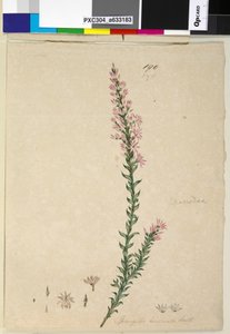 Pagina 190. Sprengelia incarnata door John William Lewin