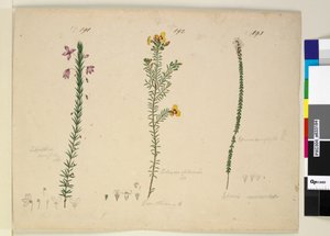Pagina 191. Tetratheca ericifolia; 192. Dillwynia glaberrima; 193. Epacris microphylla door John William Lewin