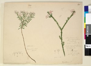 Pagina 194. Zieria lanceolata Zieria smithii; 195. Een slechte afbeelding van een soort Calythrix... door John William Lewin