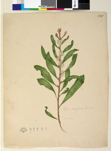 Pagina 198. Hakea dactyloides door John William Lewin