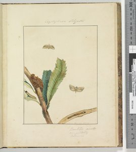 Pagina 19. Plaat 5 Cryptophasa Strigata door John William Lewin