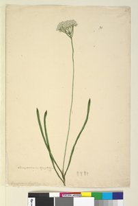 Pagina 20. Conospermum longifolium, c.1803-06 door John William Lewin