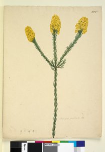 Pagina 215. Dillwynia floribunda door John William Lewin