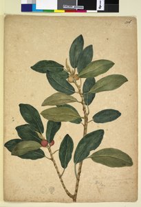 Pagina 216. Ficus rubiginosa