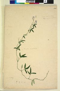 Pagina 218. Kennedia comptoniana Hardenbergia comptoniana
