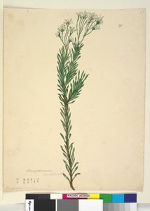 Pagina 21. Conospermum ericifolium, c.1803-06 door John William Lewin