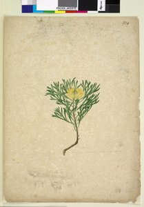 Pagina 224. Isopogon anemonifolius