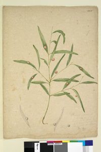Pagina 225. De tak van een soort Eucalyptus met gallen door John William Lewin