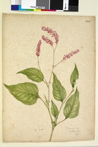 Pagina 228. Polygonum orientale