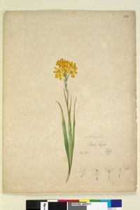 Pagina 232. Ixia lutea door John William Lewin