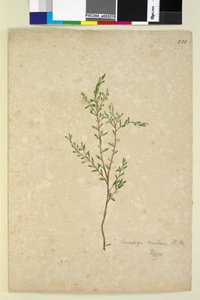 Pagina 233. Leucopogon door John William Lewin