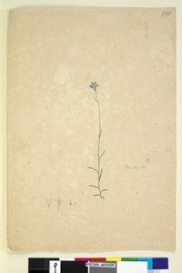 Pagina 235. Campanula