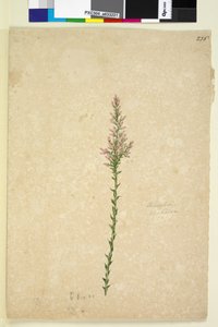 Pagina 236. Sprengelia door John William Lewin