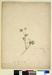Pagina 237. Geranium pilosum