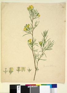 Pagina 244. Gompholobium