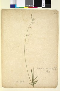 Pagina 246. Arthropodium paniculatum