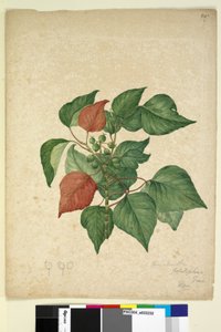 Pagina 247. Homolanthus populifolius Omalanthus populifolius, c.1803-06