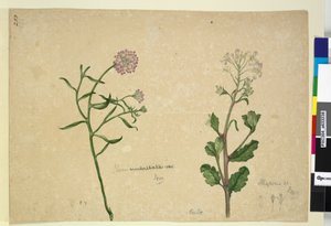 Pagina 253. Iberis umbellata; Hesperis sp.